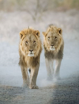 lion safari